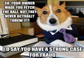 Lawyer Dog