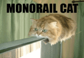 Monorail Cat