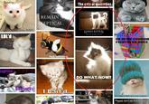 LOLcats