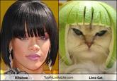 Totally Looks Like / Separated At Birth