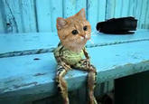 Starecat / Grafics Cat