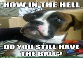 Dumbstruck Dog