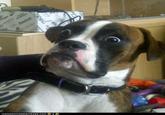 Dumbstruck Dog