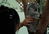 Cute Animals