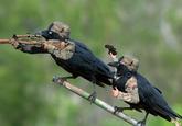 Birds with Arms
