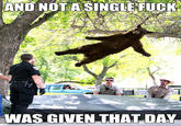 Falling Bear
