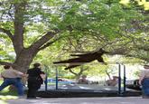 Falling Bear