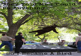 Falling Bear