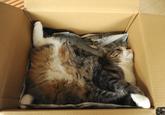 Maru the Cat