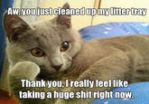 Willy Wonkat