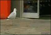 Win