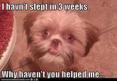 Trauma Dog