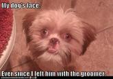 Trauma Dog
