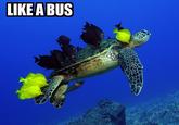 Like A Boss