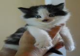 Kitler