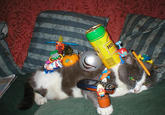 Cat Buckaroo