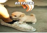 Cute Animals