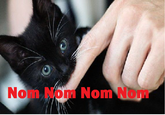 LOLcats