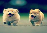 Dogs