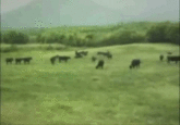 I Must Go