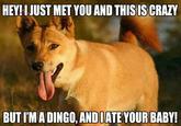 Dogs