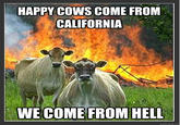 Evil Cows