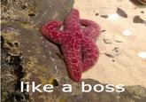 Like A Boss