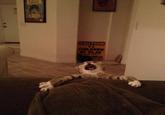 cat planet