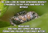 Misunderstood Spider