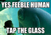 Overlord Manatee