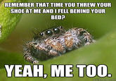 Misunderstood Spider