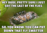 Misunderstood Spider