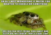 Misunderstood Spider