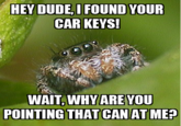 Misunderstood Spider