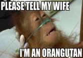 Dying Orangutan