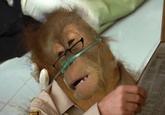 Dying Orangutan