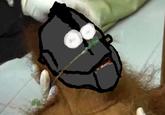 Dying Orangutan