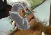 Dying Orangutan