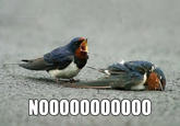 Image Macros