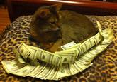 CashCats