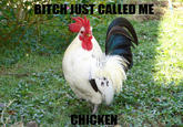 Chicken flu in balance/Don't shit with him