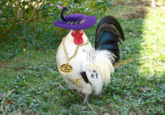 Chicken flu in balance/Don't shit with him
