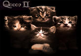 The Kitten Covers