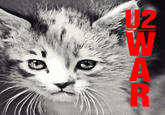 The Kitten Covers