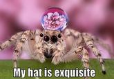 Misunderstood Spider