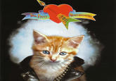 The Kitten Covers