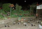 Badger Badger Badger
