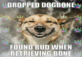 Stoner Dog