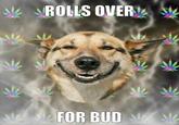 Stoner Dog