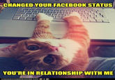 Cats